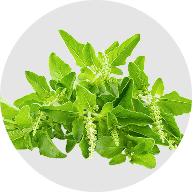 Asian basil leaf extract