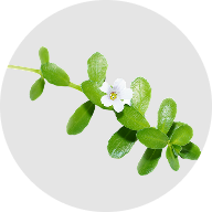 Bacopa Monnieri extract - memory formation and cognitive resilience support