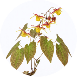 Epidemium (Horny Goat Weed)