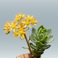 Rhodiola rosea extract