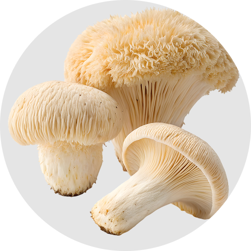 Lion's Mane mushroom extract - supports nerve growth factor and cognitive longevity