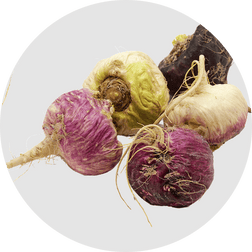 Maca root (Lepidium meyenii)