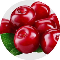 Montmorency cherry (Prunus cerasus) 