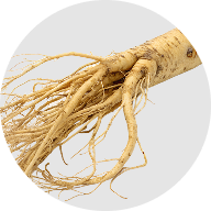 Oriental ginseng extract (Tongkat Ali)