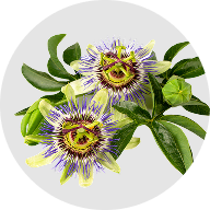 Passiflora incarnata