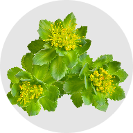 Rhodiola rosea extract