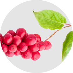 Schisandra fruit extract