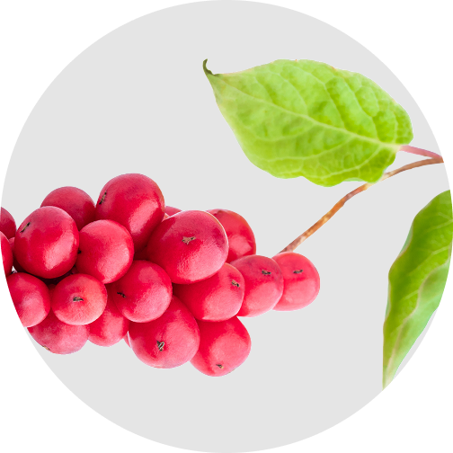 Schisandra fruit extract - TCM adaptogen for stress resilience and cardiovascular support