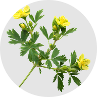 Tribulus terrestris extract
